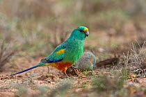 Mulga Parrot (Psephotus varius), Queensland, Australia