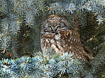 Boreal Owl (Aegolius funereus), Saskatchewan, Canada