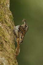 Brown-throated Tree-Creeper (Certhia discolor), Doi Inthanon National Park, Thailand