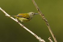 Green-tailed Sunbird (Aethopyga nipalensis) female, Doi Inthanon National Park, Thailand