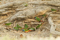 Pin-tailed Parrotfinch (Erythrura prasina) males and females, Doi Inthanon National Park, Thailand