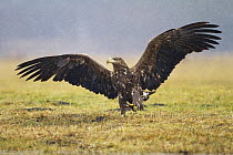 White-tailed Eagle (Haliaeetus albicilla), Kutno, Poland