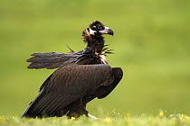 Eurasian Black Vulture (Aegypius monachus), Castile-La Mancha, Spain