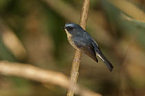 Slaty-blue Flycatcher (Ficedula tricolor) male, Doi Lang, Thailand