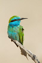 Little Green Bee-eater (Merops orientalis), Oman