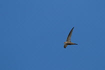 Pallid Swift (Apus pallidus), Oman