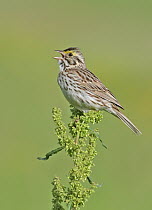 Savannah Sparrow (Passerculus sandwichensis) singing, Saskatchewan, Canada