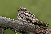 Common Nighthawk (Chordeiles minor), Saskatchewan, Canada