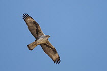 Bonelli's Eagle (Hieraaetus fasciatus), Oman