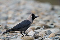 House Crow (Corvus splendens), Oman