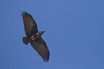Fan-tailed Raven (Corvus rhipidurus), Oman