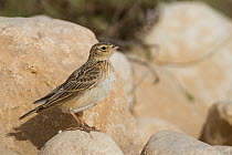 Oriental Skylark (Alauda gulgula), Oman