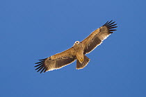 Imperial Eagle (Aquila heliaca), Oman