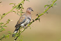 Laughing Dove (Spilopelia senegalensis), Oman