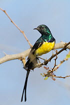 Nile Valley Sunbird (Hedydipna metallica) male, Oman