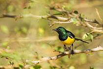 Nile Valley Sunbird (Hedydipna metallica) male, Oman
