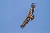 Steppe Eagle (Aquila nipalensis), Oman