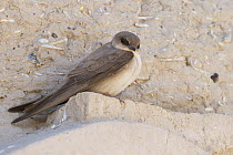 Rock Martin (Ptyonoprogne fuligula), Oman