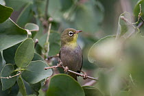 White-breasted White-eye (Zosterops abyssinicus), Oman