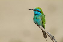 Little Green Bee-eater (Merops orientalis), Oman