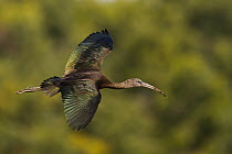 Glossy Ibis (Plegadis falcinellus), Oman