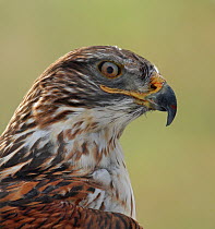 Ferruginous Hawk (Buteo regalis), Saskatchewan, Canada