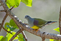 Bruce's Green-Pigeon (Treron waalia), Oman