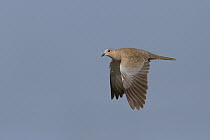 Eurasian Collared-Dove (Streptopelia decaocto), Oman
