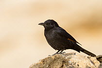 Tristram's Starling (Onychognathus tristramii), Oman