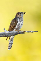 Brush Cuckoo (Cacomantis variolosus), Magnetic Island, Queensland, Australia