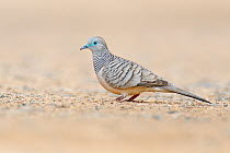Peaceful Dove (Geopelia placida), Magnetic Island, Queensland, Australia