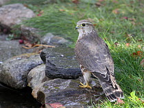 Merlin (Falco columbarius), Saskatchewan, Canada