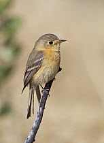 Buff-breasted Flycatcher (Empidonax fulvifrons), Arizona