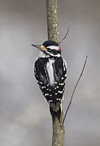 Hairy Woodpecker (Picoides villosus) male, Ohio