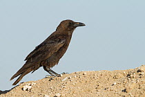 Brown-necked Raven (Corvus ruficollis), Oman