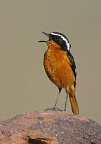 Moussier's Redstart (Phoenicurus moussieri) singing, Morocco