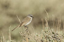 Sage Sparrow (Amphispiza belli), Mono County, California
