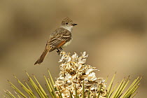 Ash-throated Flycatcher (Myiarchus cinerascens), Kern County, California