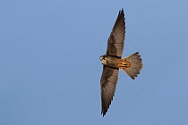 Eleonora's Falcon (Falco eleonorae), Cyprus