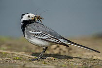 White Wagtail (Motacilla alba) male carrying insect prey, Schleswig-Holstein, Germany