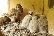 Eurasian Kestrel (Falco tinnunculus) parent and chicks, Lower Saxony, Germany