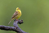 Yellowhammer (Emberiza citrinella) singing male, Saxony-Anhalt, Germany