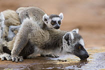 Ring-tailed Lemur (Lemur catta) mother drinking with baby on back, Berenty Private Reserve, Madagascar