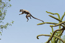 Ring-tailed Lemur (Lemur catta) leaping from Octopus Tree (Didierea trollii) to another, Berenty Private Reserve, Madag ascar