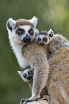 Ring-tailed Lemur (Lemur catta) mother and week-old twins, Berenty Private Reserve, Madagascar