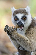 Ring-tailed Lemur (Lemur catta) mother cracking open seed pod, Berenty Private Reserve, Madagascar