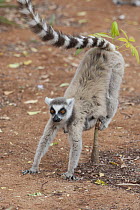 Ring-tailed Lemur (Lemur catta) female scent marking a tree, Berenty Private Reserve, Madagascar