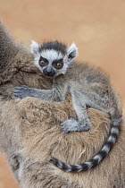 Ring-tailed Lemur (Lemur catta) baby at two weeks old, Berenty Private Reserve, Madagascar