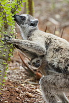 Ring-tailed Lemur (Lemur catta) mother with week-old baby feeding on Madagascan Ocotillo (Alluaudia procera) cactus, Berenty Private Reserve, Madagascar