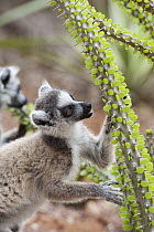Ring-tailed Lemur (Lemur catta) feeding on Madagascan Ocotillo (Alluaudia procera) cactus, Berenty Private Reserve, Madagascar